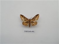 藏品(尺蛾191)的圖片